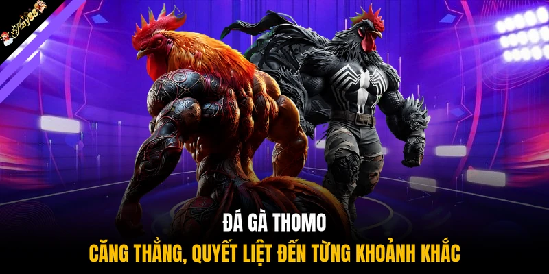 Đá gà Thomo căng thẳng, quyết liệt đến từng khoảnh khắc
