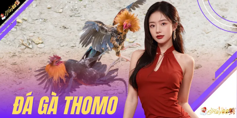Đá Gà Thomo - 4 Tiêu Chuẩn Vàng Giúp Sư Kê Rinh Thưởng Khủng