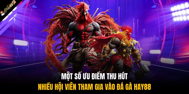 Một số ưu điểm thu hút nhiều hội viên tham gia vào đá gà HAY88